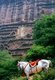 China: A horse awaits tourists, Maiji Shan Grottoes, Tianshui, Gansu Province